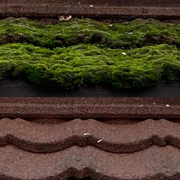 Moss Roof